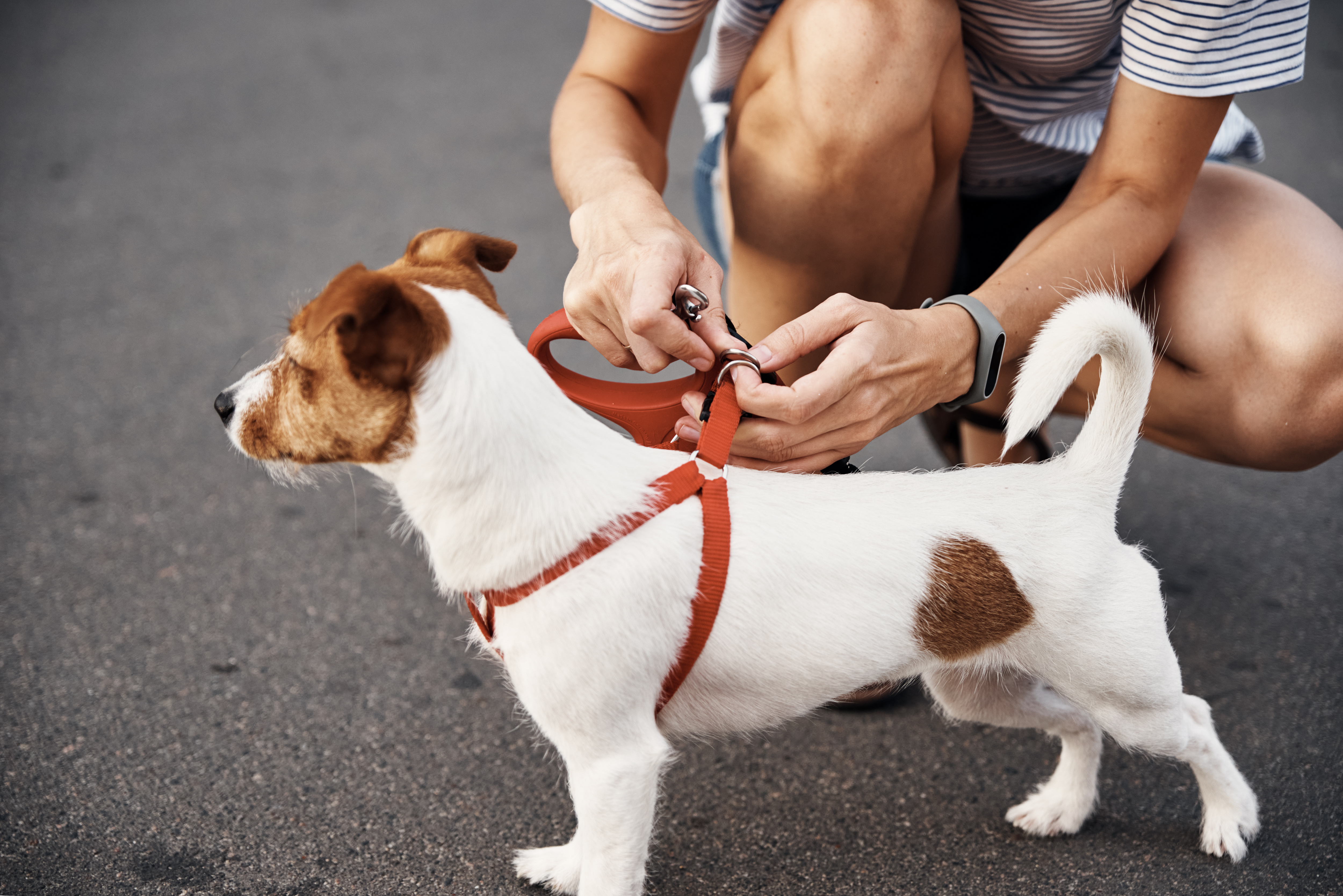 Owner attaches leash to the dog on the walk