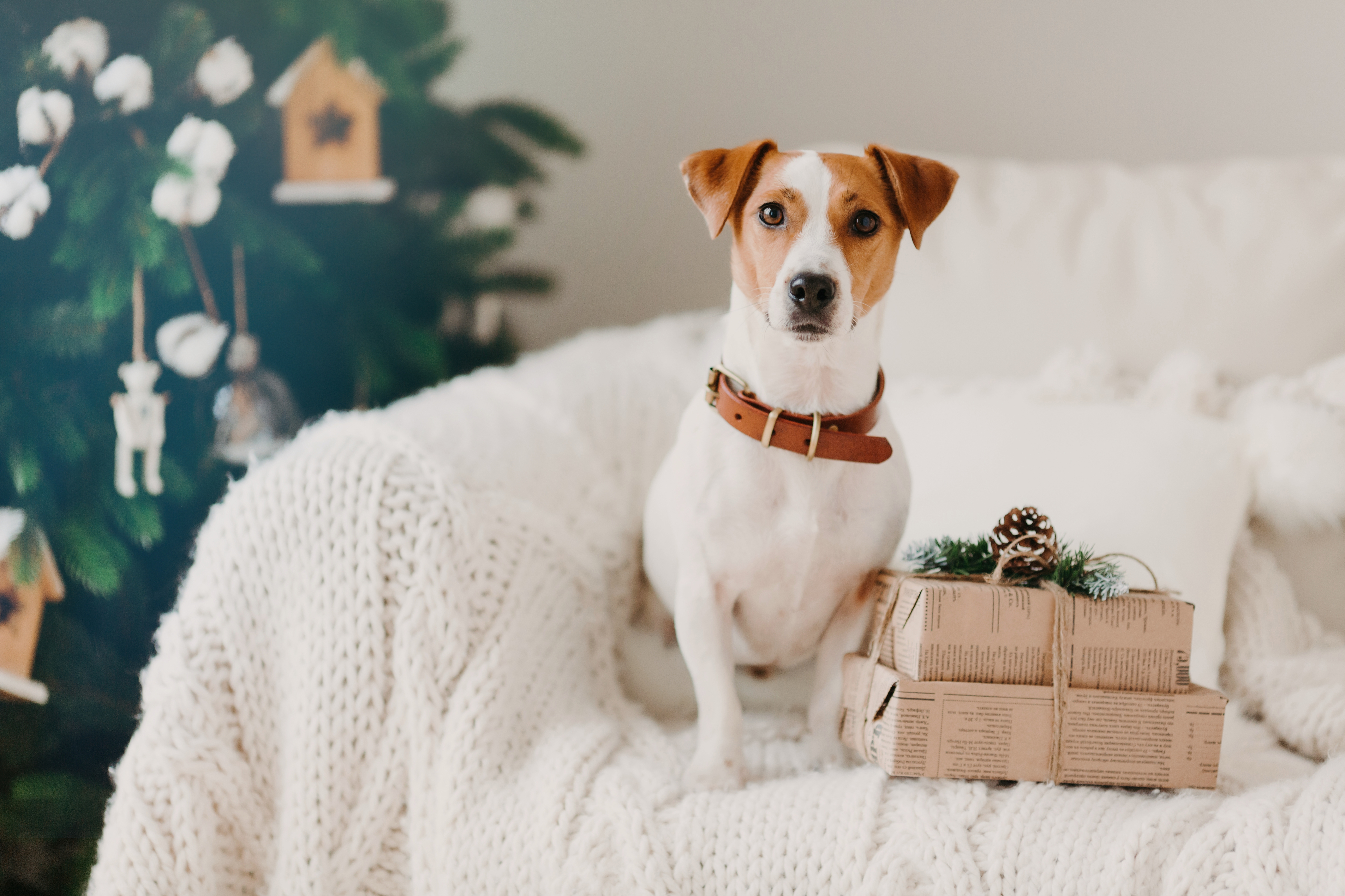 Photo of jack russell dog sits on sofa in living room near two gift boxes, awaits for winter holiday